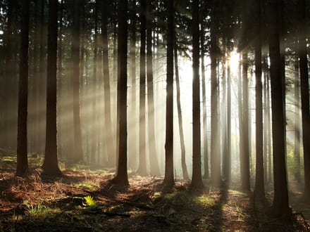 Fotobehang - Naaldbos.