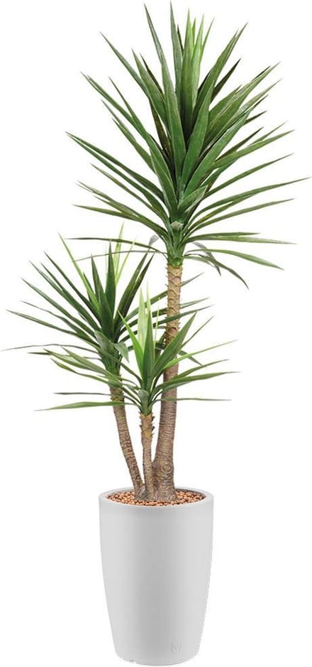 Kunstplant Yucca in Genesis rond H200 cm