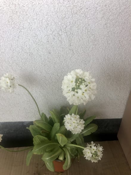 6x Kogelprimula, kogelsleutelbloem, bolprimula - Primula denticulata 'Alba' | 9x9 cm pot