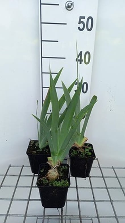6x Baardiris - Iris (germ.) 'Pink Horizon' | 9x9 cm pot