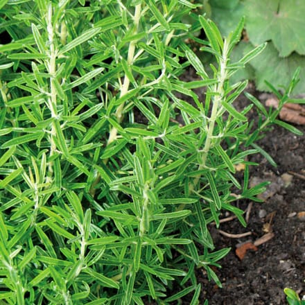 Sluis Garden - Rozemarijn (Rosmarinus officinalis)