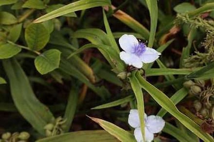 6x Eendagsbloem - Tradescantia (a) 'Osprey' | 9x9 cm pot