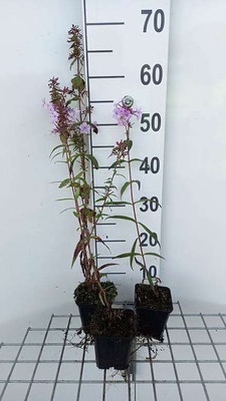 6x Vlambloem - Phlox (m) 'Rosalinde' | 9x9 cm pot