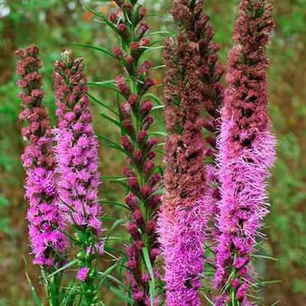 Lampepoetser zaden - Lampepoetser rose-paars