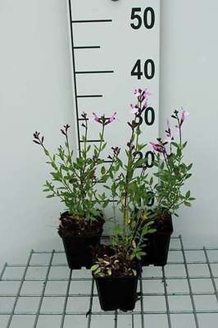 6x Struiksalie - Salvia greggii 'Joy' | 9x9 cm pot
