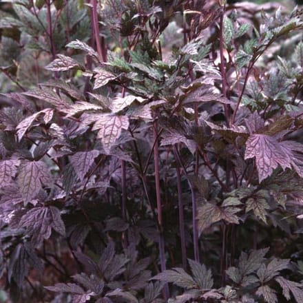 6x Zilverkaars - Actaea racemosa ‘Atropurpurea’ - Pot 9x9cm