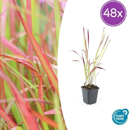 48 stuks Japans Bloedgras, Siergras, Imperata cylindrica Red Baron - 10-25cm - Ø9cm