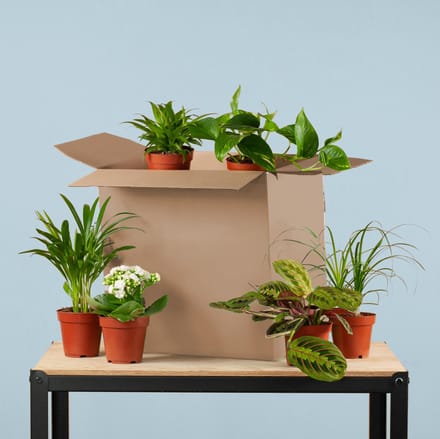 Groene Tweede Kans Box (6 stuks)