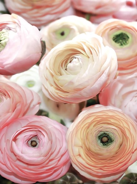 Flowers Peonies Colours Photo Wallcovering