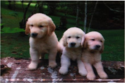 S.Y.W Poster - Puppies - Multicolor