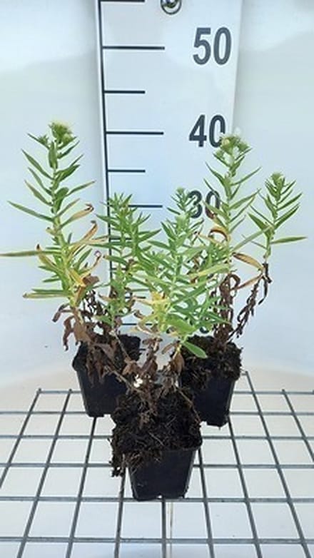 6x Aster - Aster n.a. 'Herbstschnee' | 9x9 cm pot