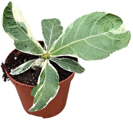 Ficus Lyrata Variegata - Kamerplant - Potmaat Ø8 cm