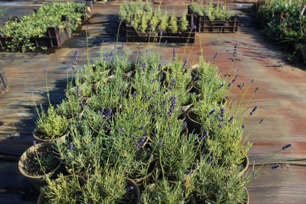6 stuks - Lavandula angustifolia 'Hidcote' – Lavendel - P9 (9X9)