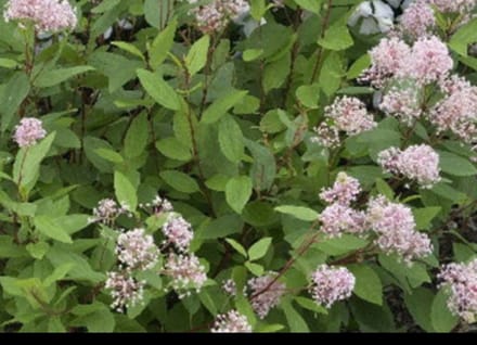 Ceanothus pall. 'Marie Simon' - Amerikaanse Sering , Herfstsering, Sikkelbloem 40- 50 cm in pot