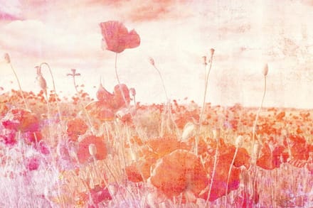 Fotobehang - Poppies Abstract 375x250cm - Vliesbehang
