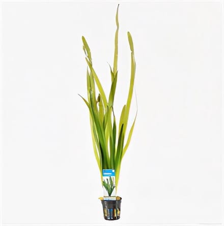 Moerings Vallisneria giganthea rubra | In Terracotta Ring