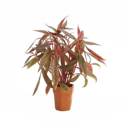 Moerings Alternanthera Rosaefolia | Rood Papegaaienblad | in Terracotta Pot