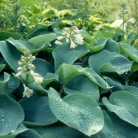 6 x Hosta Sieboldiana - Hartlelie pot 9x9cm - Grote Blauwgroene Bladeren