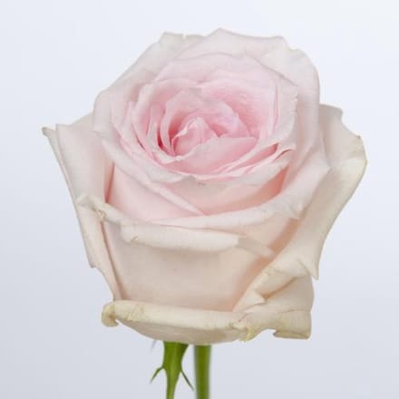 10x Rosa revival sweet 50cm