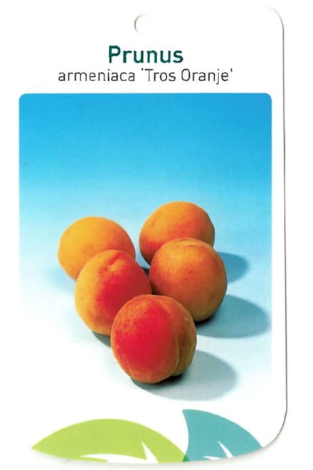 Oosterik home - Prunus Armeniaca Tros Oranje