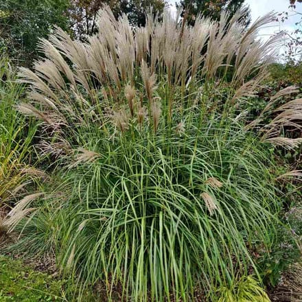 6x Miscanthus sinensis 'Hermann Müssel' Pot 9x9cm - Siergras voor tuin en border