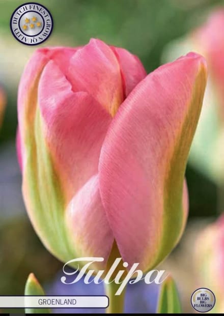 Groenland Viridiflora Tulpenbollen 10 stuks bolmaat 12+