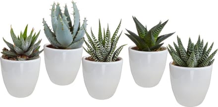 Gasteria/Haworthia mix 5.5 cm in witte pot | 5 stuks