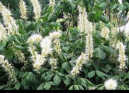 Aesculus parviflora - Herfstpaardekastanje, Struikkastanje 60- 80 cm in pot