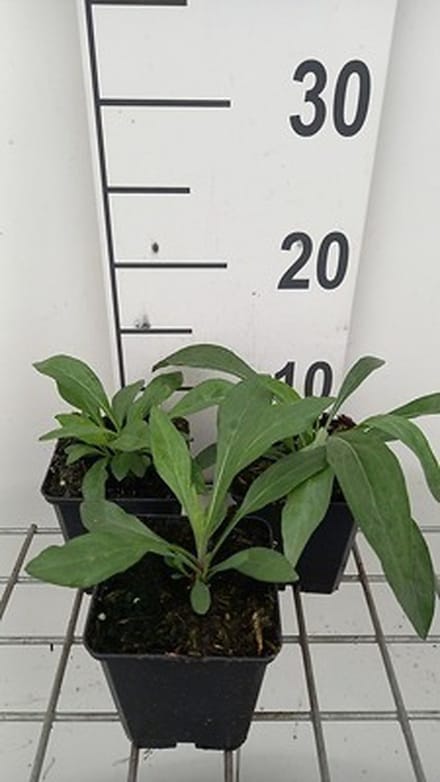 6x Fijnstraal - Erigeron spec. Grandiflorus' | 9x9 cm pot