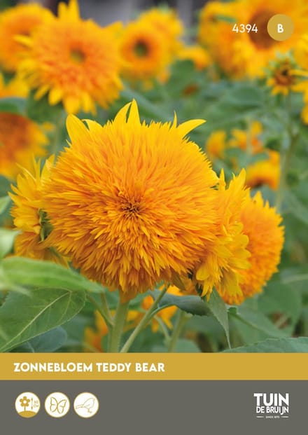 Tuin de Bruijn® zaden - Zonnebloem Teddy Bear