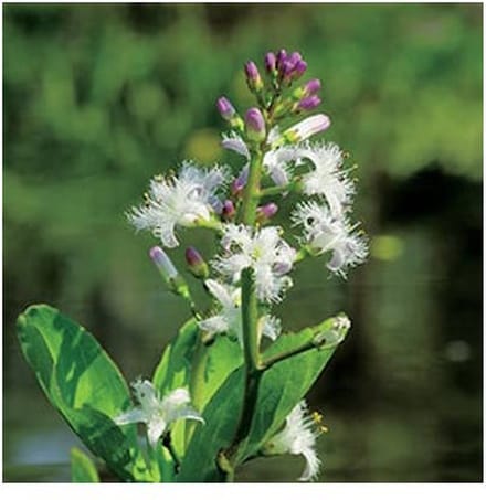 Moerings Menyanthes Trifoliata | Waterdrieblad | In 9CM pot