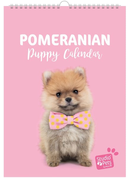 Studio Pets® verjaardag kalender A4 – Britse Korthaar katten maandplanner – kalender