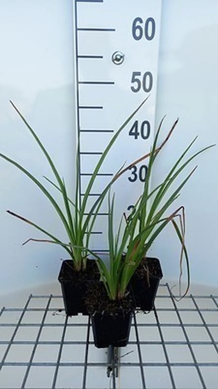 6x Vuurpijl - Kniphofia hybr. 'Wrexham Buttercup' | 9x9 cm pot