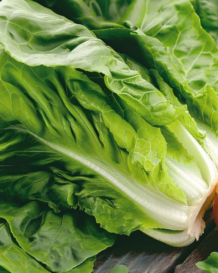 Bindsla Zaden Blanke Zelfsluitende Lactuca Sativa Eenjarig