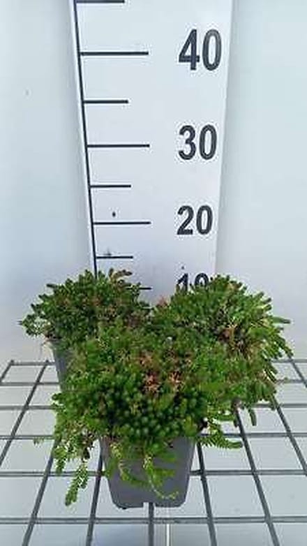 6x Sedum acre 'Aureum'