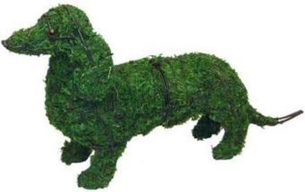 Hond Teckel - Mos