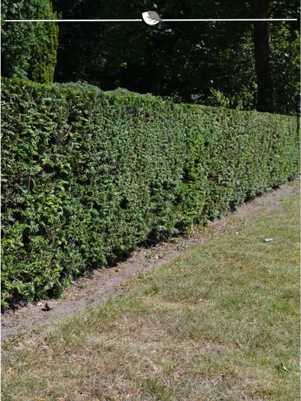 Laurier Prunus Caucasica 60-80 cm in Pot, 8x Haagplant