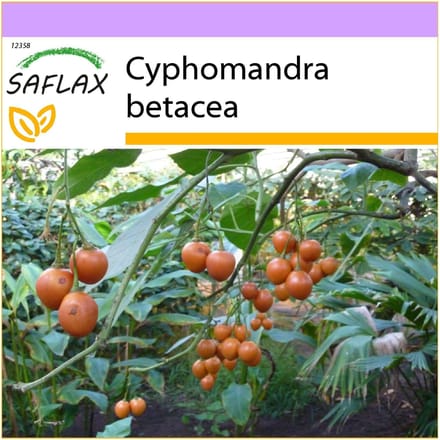 SAFLAX - Tamarillo - 50 graines - Cyphomandra betacea