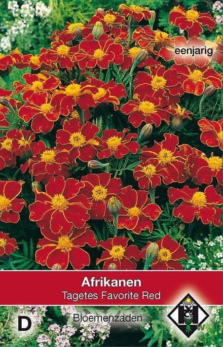 Van Hemert - Afrikaantje Favorite Red (Tagetes patula)