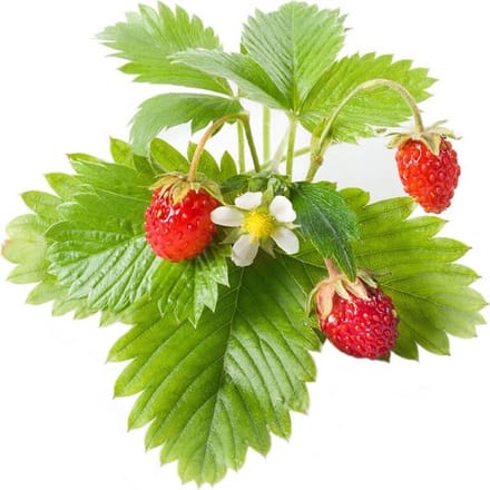 Click & Grow Click and Grow - Smart Garden Refill 3-pack - Wild Strawberry (SGR24X3)