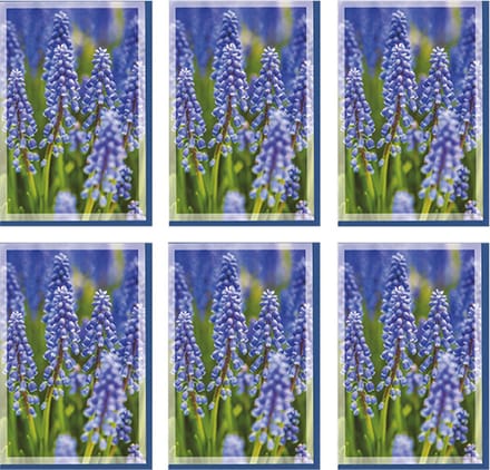 MGPcards - 6x dubbele wenskaart met envelop - Blanco - Bloemen - 11,5 x 17 cm