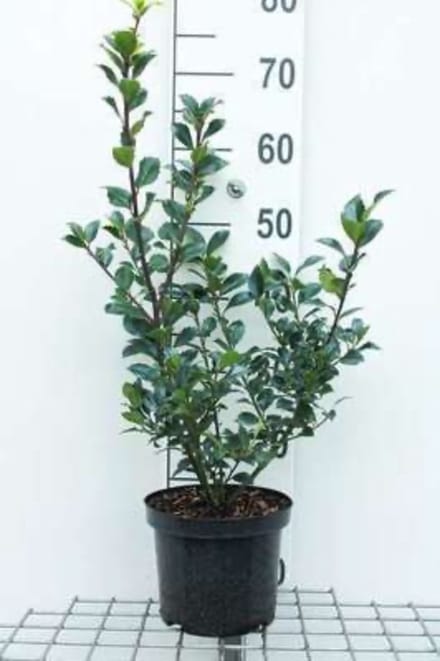 Ilex x meserveae 'Heckenfee' - Amerikaanse hulst 40 - 60 cm