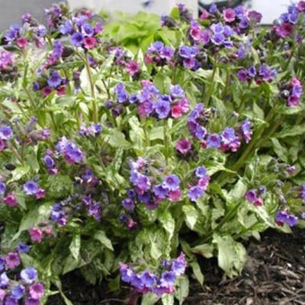 6 x Pulmonaria 'Smokey Blue' - Longkruid pot 9x9cm
