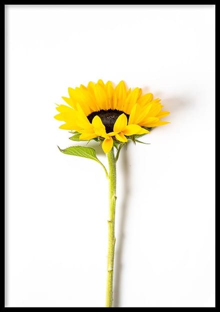 Poster – Zonnebloem - 70x100cm