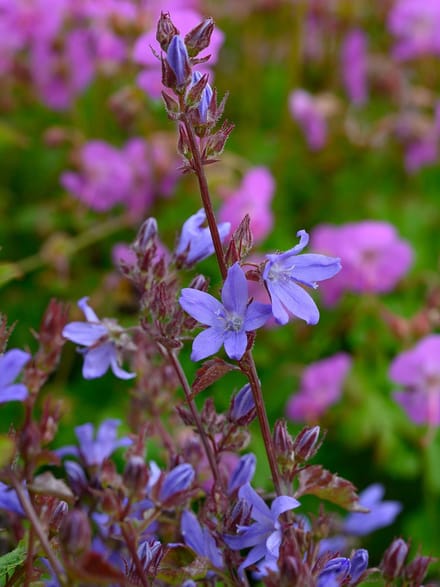 Campanula poscharskyana | Paars | 100% Bloeigarantie