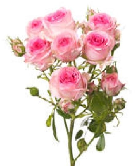 10x Rosa tralala 40cm