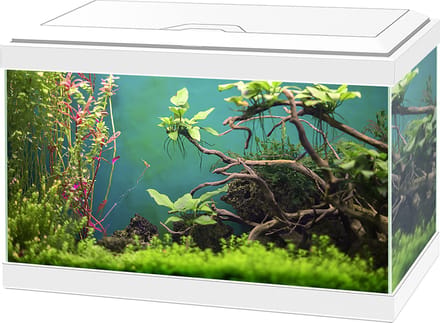 Ciano aquarium aqua 20 classis - 40x20x24,8cm - Wit - 20L