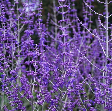 Plantes de jardin - Un ensemble 1 - Perovskia 'Blue Spire' - (2L) 30-40 cm