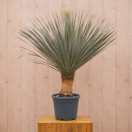 Yucca Rostrata 130 cm Warentuin Natuurlijk