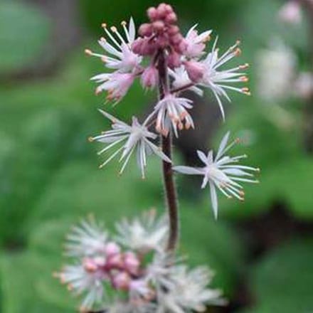 6 x Tiarella Cordifolia 'Oakleaf' - Perzische Muts pot 9x9cm
